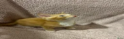 Mixed Breed cats for sale: Cute, Cuddly Kittens Ready for Their Forever Homes - Advert 4