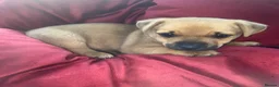 Mixed Breed dogs for sale: Jack Russell cross Yorkie cross Chihuahua  in Pontypool - Advert 7