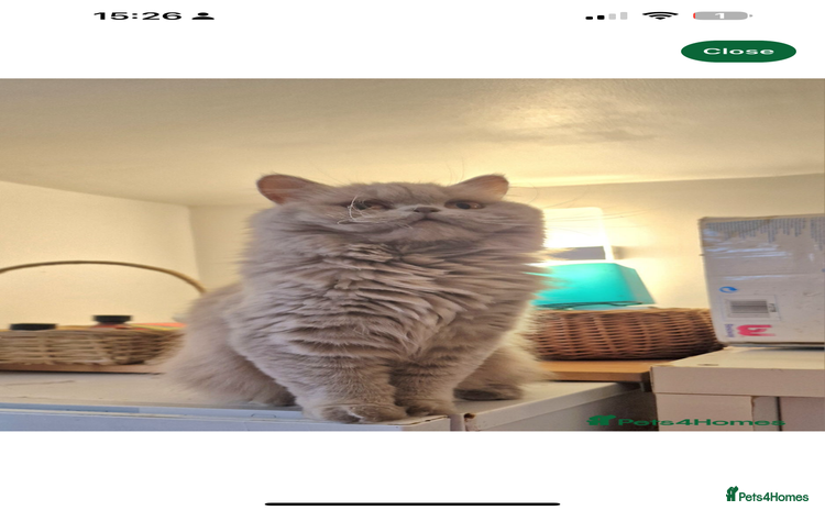 British Longhair cats - Advert 6