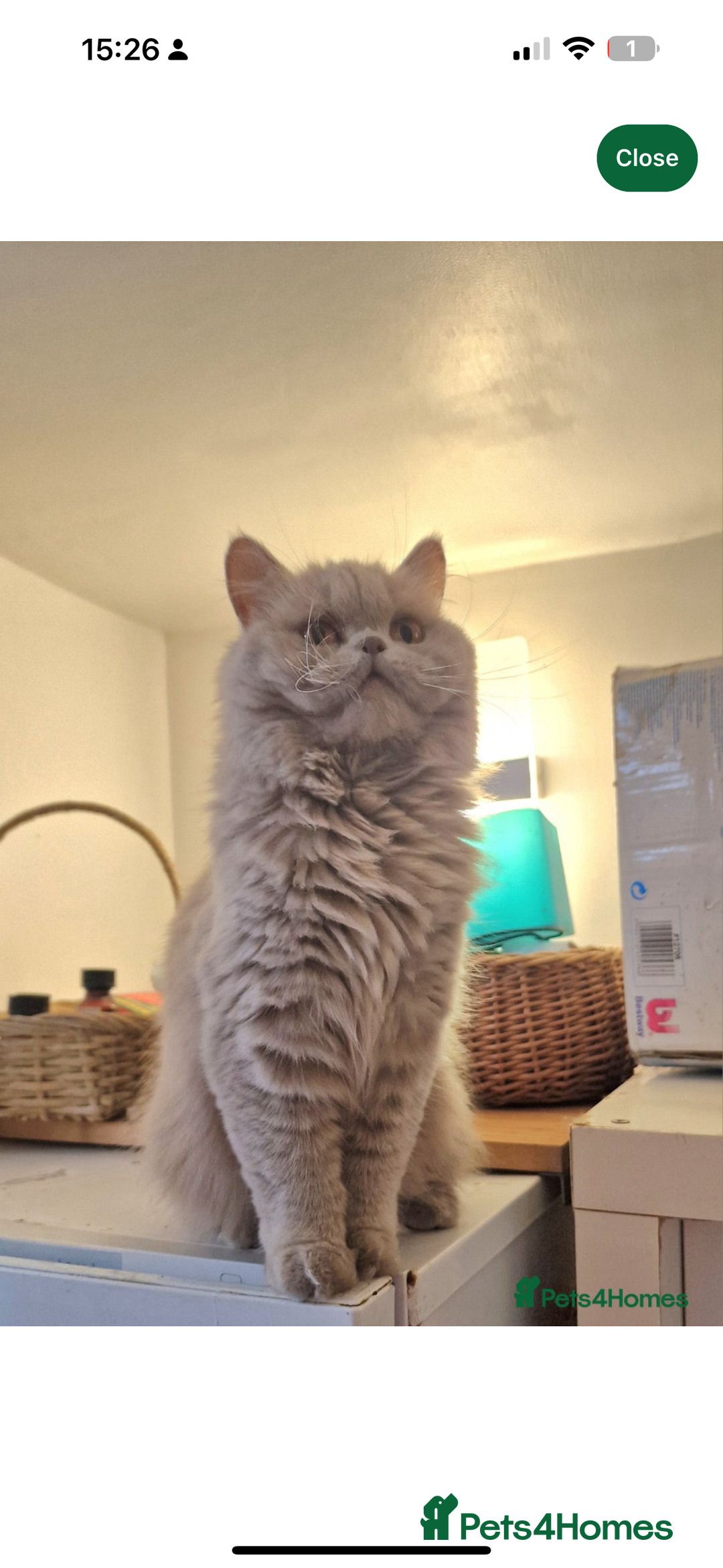 British Longhair cats for sale: Ms Gina  - Image 1