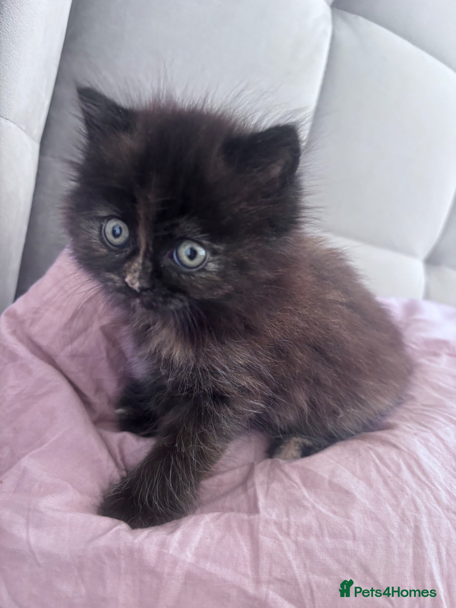 Persian cats The most adorable cross Persian kittens.  - Advert 9