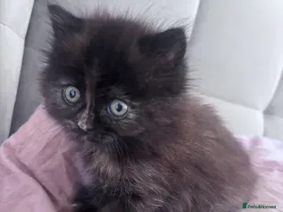 Persian cats The most adorable cross Persian kittens. - Advert 4