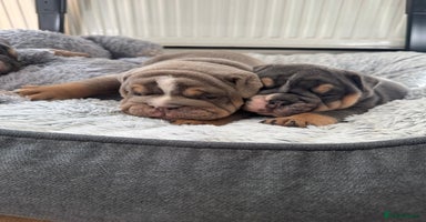 English Bulldog dogs - Advert 6