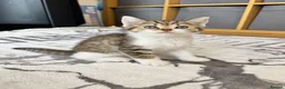 British Shorthair cats for sale: Four Beautiful BSH Tabby Kittens  - Advert 9