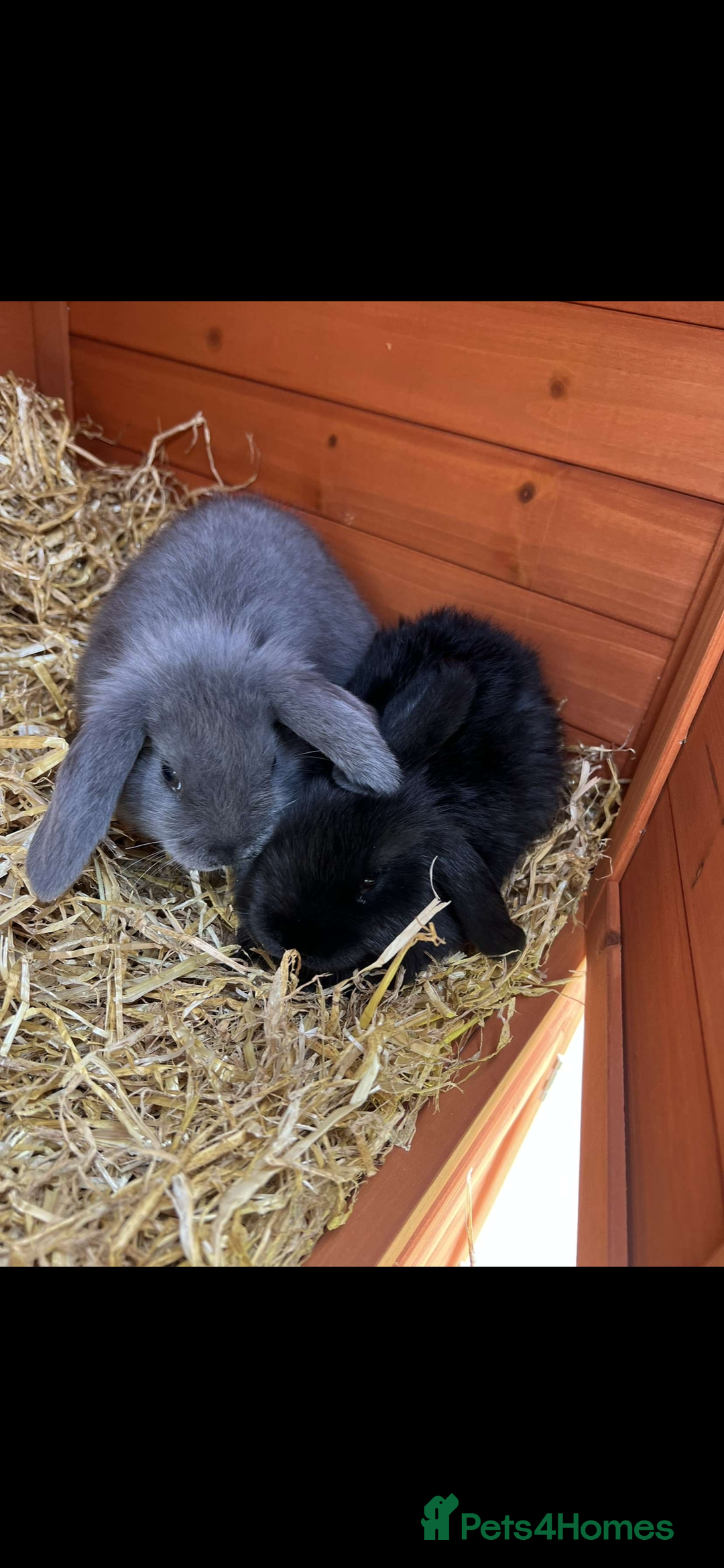 Mini Lop rabbits for sale: 2 Male Mini Lop Bunnies Free  - Image 1