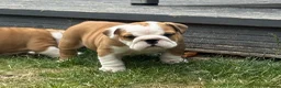 English Bulldog dogs for sale: ⭐️BULLDOG PUPPIES FROM BRITISHGOLD⭐️ - Advert 8