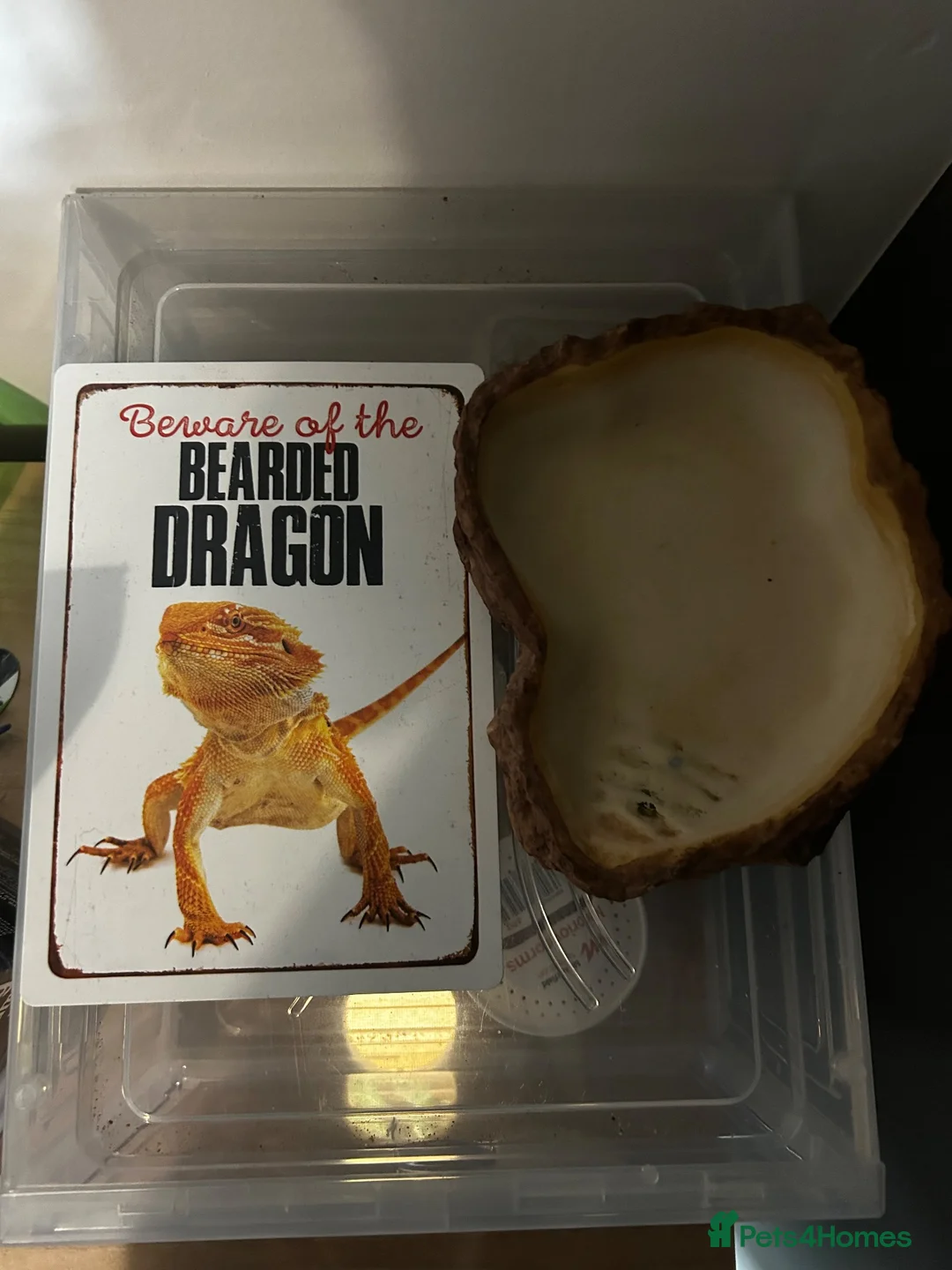 Bearded Dragon reptiles for sale: Blaze 🌹 - Advert 9