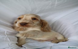 Cocker Spaniel dogs for sale: Championline Cocker Spaniel - Advert 1