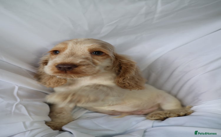 Cocker Spaniel dogs Championline Cocker Spaniel - Advert 12