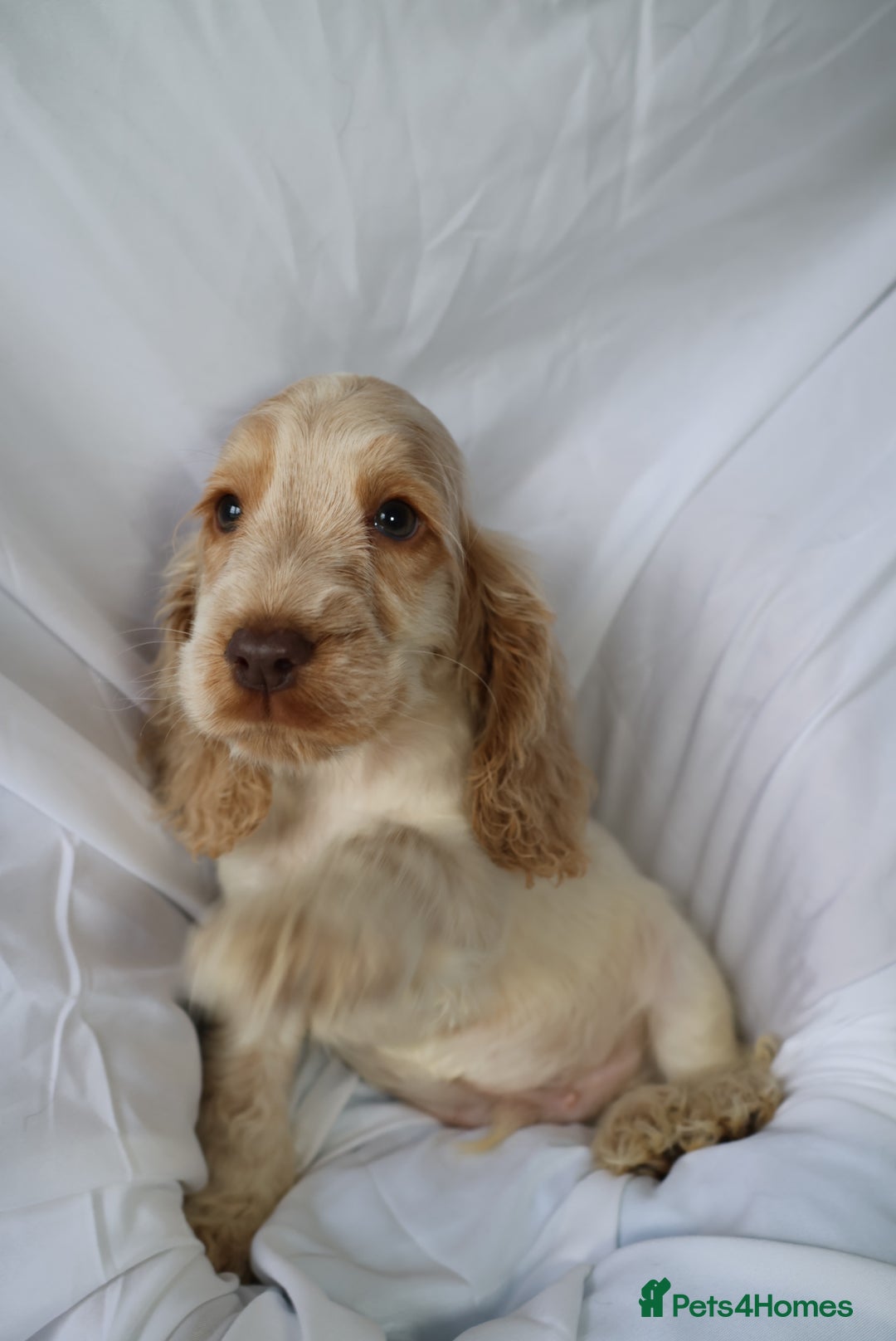 Cocker Spaniel dogs for sale: Championline Cocker Spaniel - Advert 1