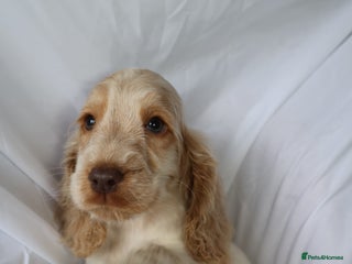 Cocker Spaniel dogs Championline Cocker Spaniel - Advert 16