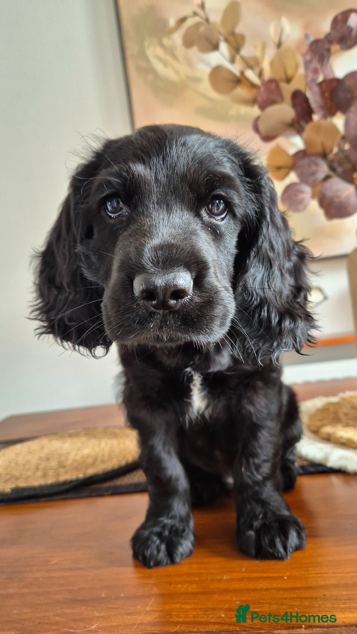 Cocker Spaniel dogs  Cocker Spaniel 1/2 show 1/2 worker - Advert 13
