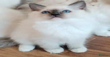 Ragdoll cats - Advert 16