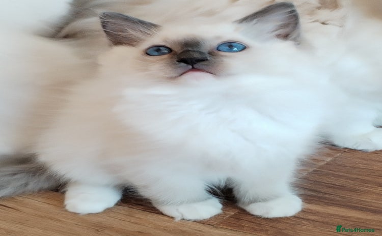 Ragdoll cats - Advert 12