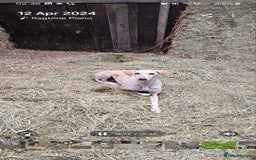 Mixed Breed dogs for sale: Beautiful Sydney ❤️ - Image 6