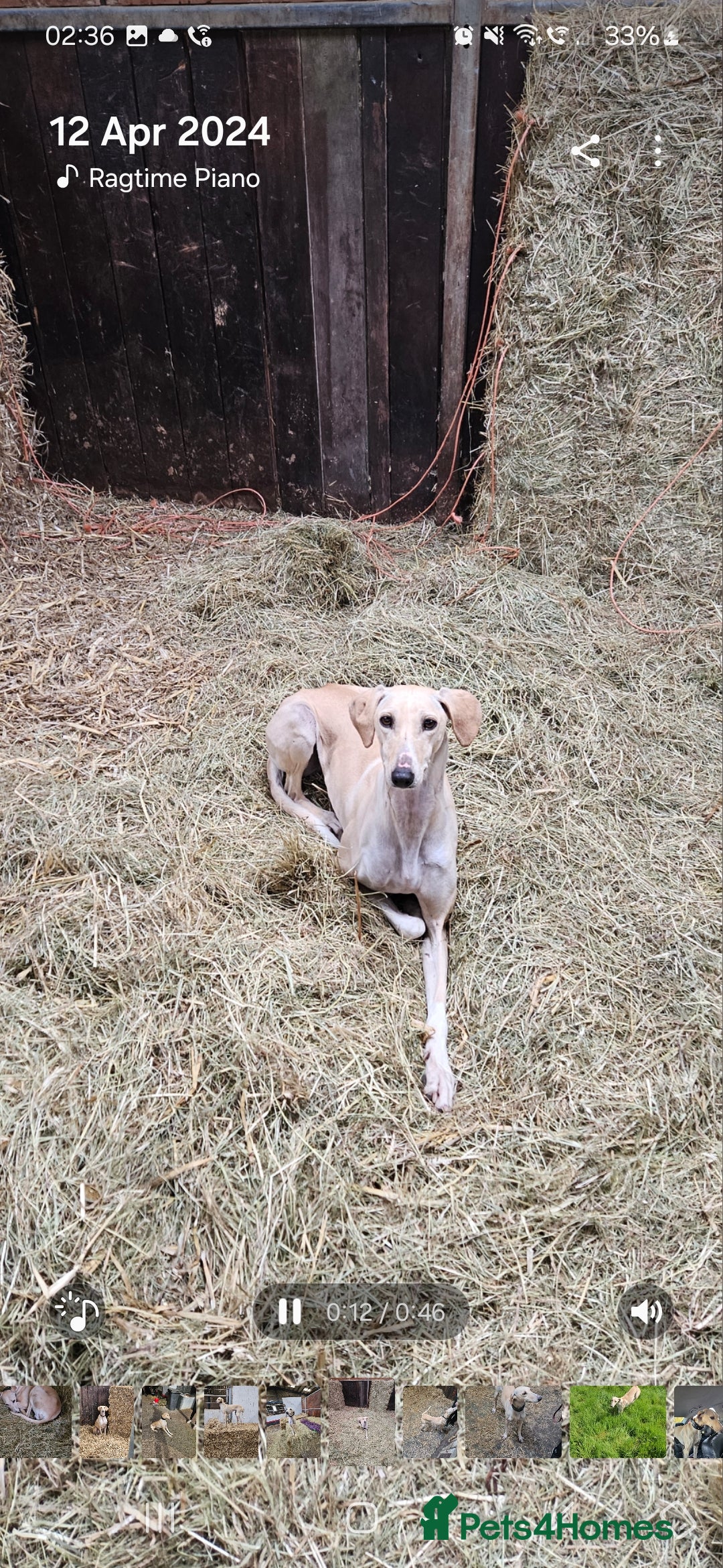 Mixed Breed dogs for sale: Beautiful Sydney ❤️ - Image 6