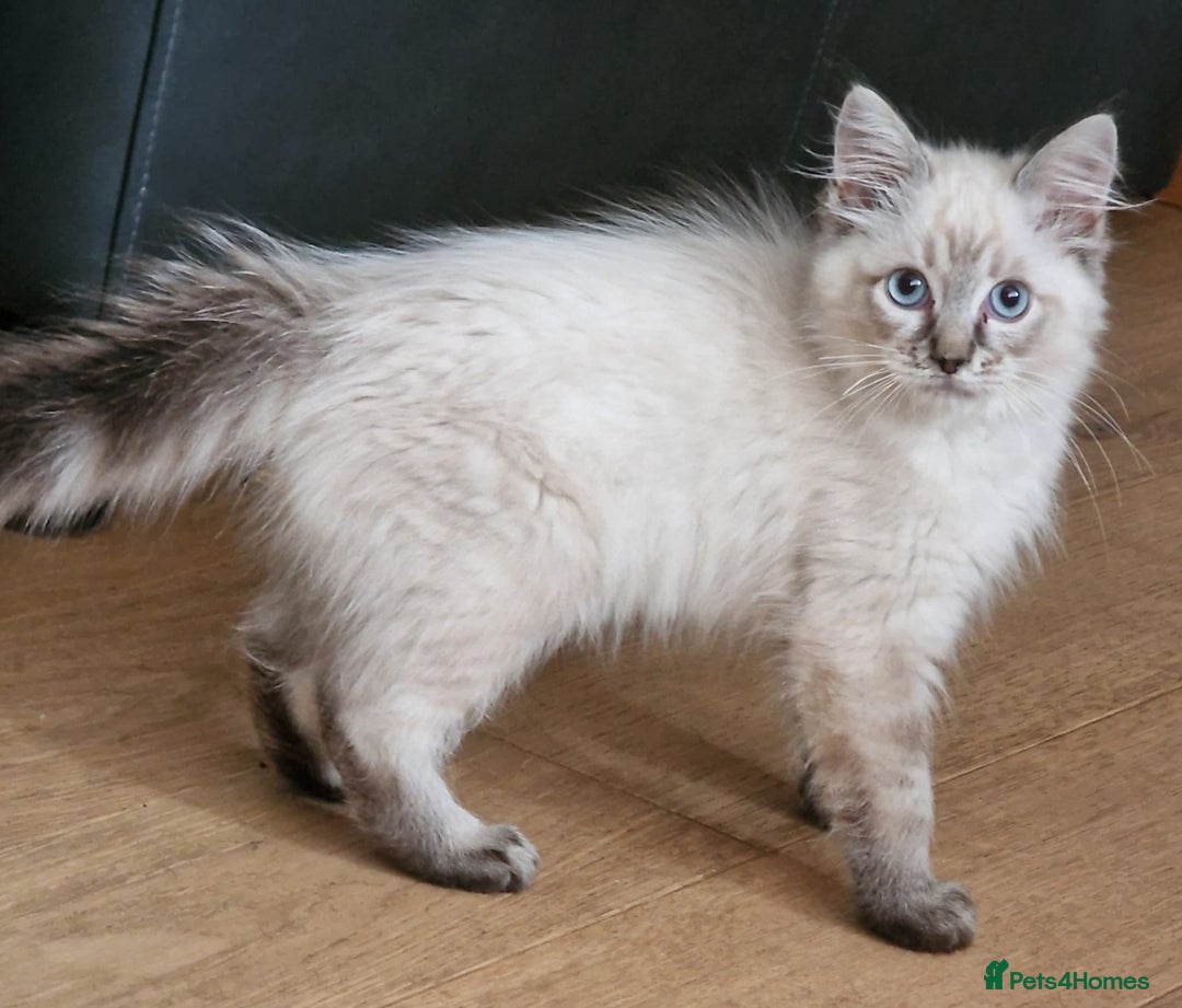 Ragdoll cats for sale: 🌟 Stunning  Pedigree Ragdoll Kittens 🌟 - Image 6