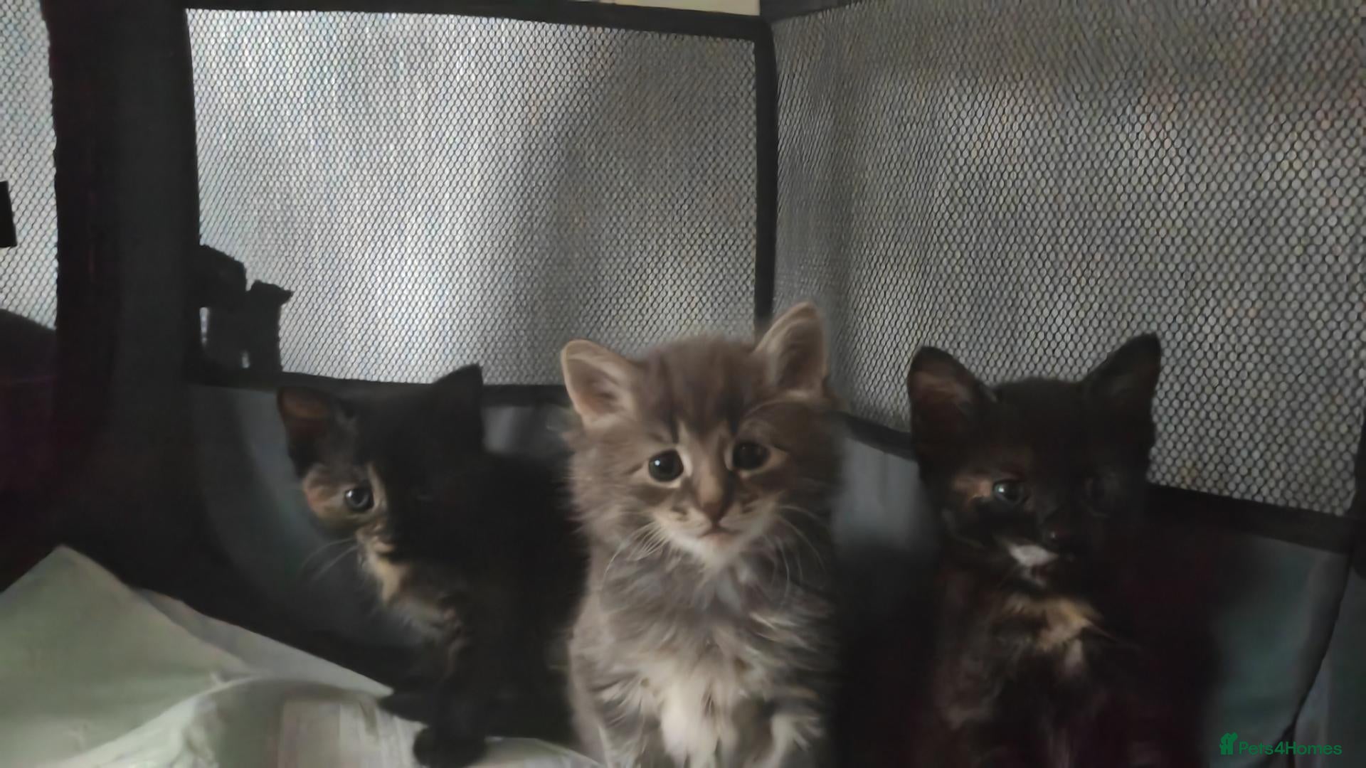 Mixed Breed cats Kittens - Advert 11