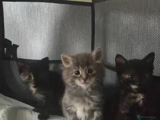 Mixed Breed cats Kittens - Advert 11