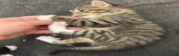 Mixed Breed cats for sale: Beautiful family kittens  - Advert 14