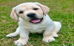 Labrador Retriever dogs for sale: Labrador Retriever Puppies For Sale. - Image 4