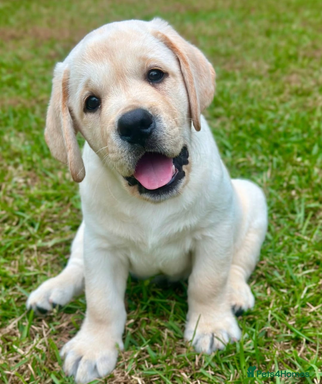 Labrador Retriever dogs for sale: Labrador Retriever Puppies For Sale. - Image 4