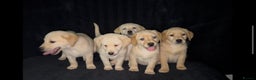 Labrador Retriever dogs for sale: ⭐️5 ADORABLE LABRADOR PUPPIES⭐️ - Advert 2