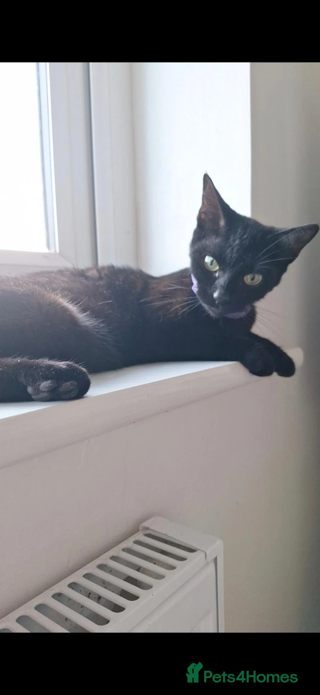 Mixed Breed cats for sale: Mimi - 1 year old  - Advert 4