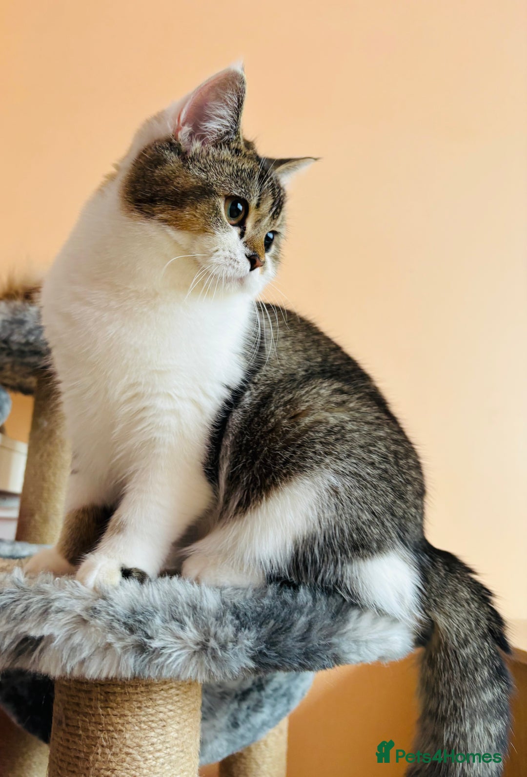 Scottish Fold cats for sale: Scottish Fold Pedigree Kittens in Romford - Image 8