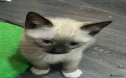 Snowshoe cats for sale: Three stunning snowshoe kittens  - Advert 7
