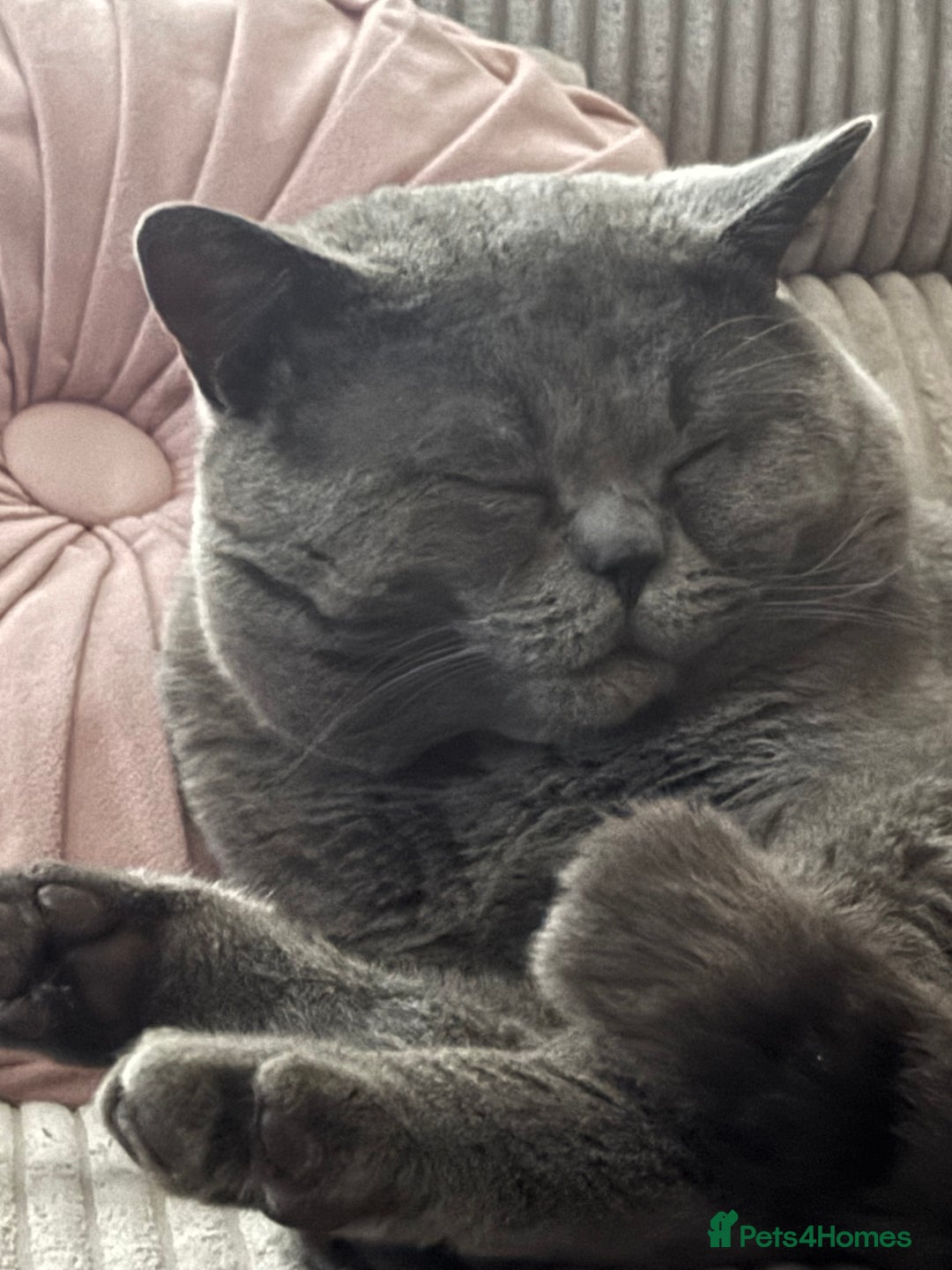 British Shorthair cats for sale: Beautiful British Short Hair - Advert 3