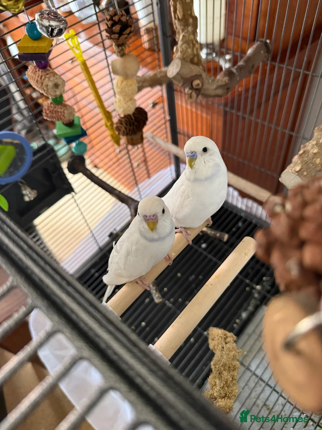 Budgerigars birds for sale: 2 Budgies for rehoming  - Advert 1