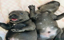 Staffordshire Bull Terrier dogs for sale: KC Registered Blue Staffordshire bull terrier - Image 15