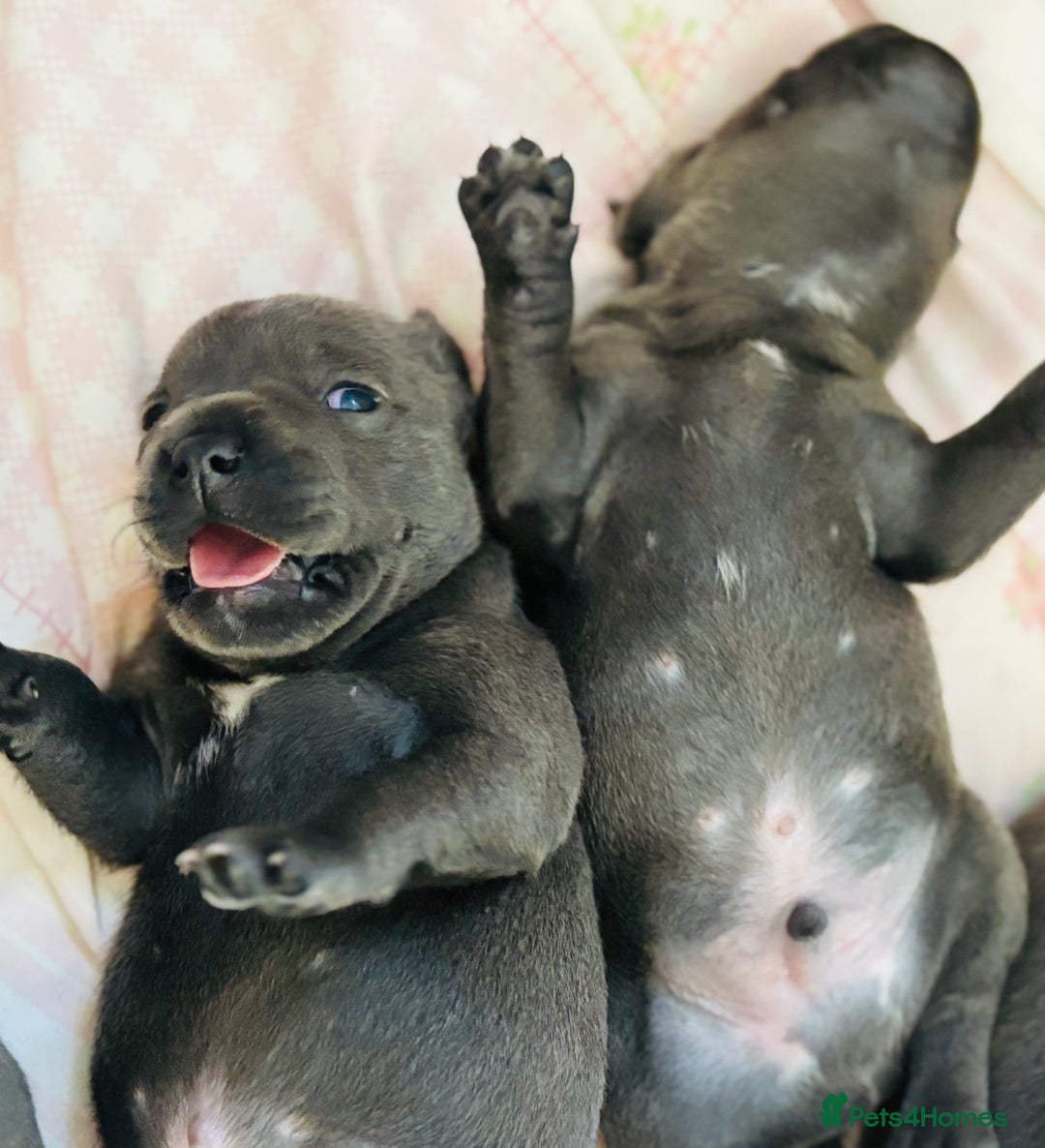Staffordshire Bull Terrier dogs for sale: KC Registered Blue Staffordshire bull terrier - Image 15