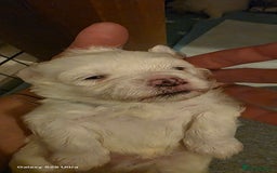 Maltese dogs for sale: Puppy maltese - Image 24