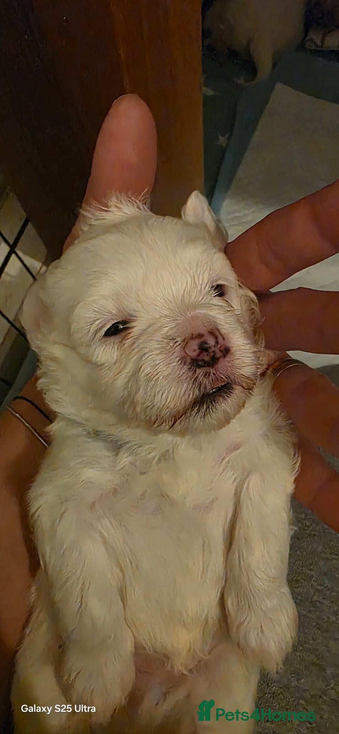 Maltese dogs for sale: Puppy maltese - Image 24