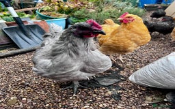 Chickens poultry for sale: 2 Buff Orphington & 1 lavender Orpington Rooster   - Image 3