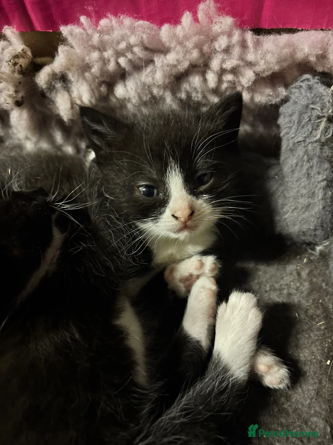 Mixed Breed cats for sale: Gorgeous kittens looking for forever homes - Advert 14