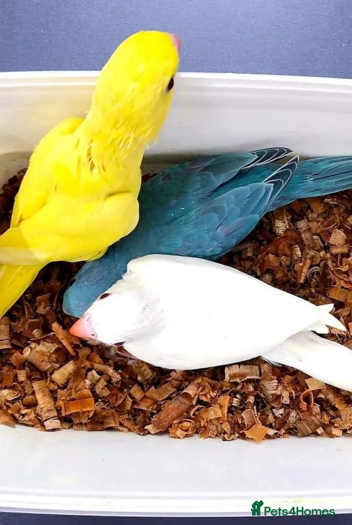 Conures birds for sale: Super tame hand reared ringneck - Advert 5