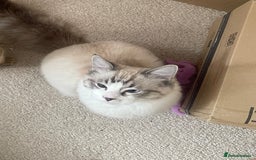 Ragdoll cats for sale: Pedigree Ragdoll kitten - Image 1