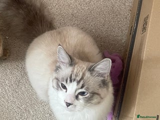 Ragdoll cats for sale - Advert 1