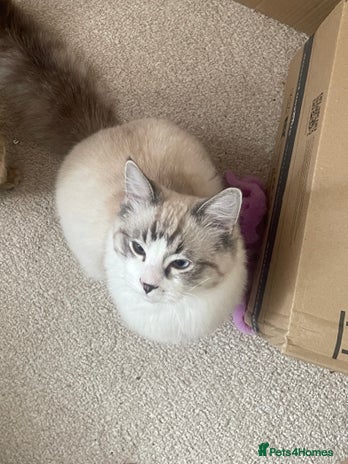 Ragdoll cats - Advert 2