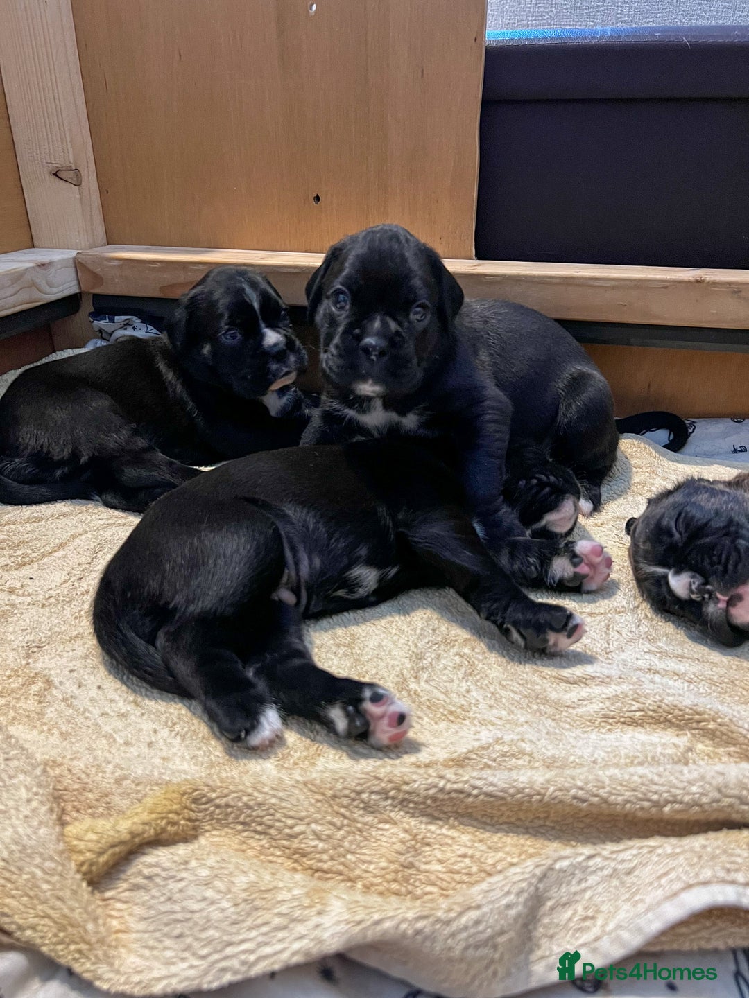 Boxer dogs for sale: Rare Beautiful KC registered puppies for sale  - Advert 4