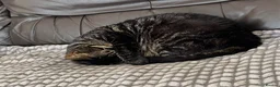 Mixed Breed cats for sale: 2yr Old Bengal Cross Female  in Lowestoft - Advert 5