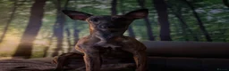 Whippet dogs for stud: Bruno Stud  - Advert 4