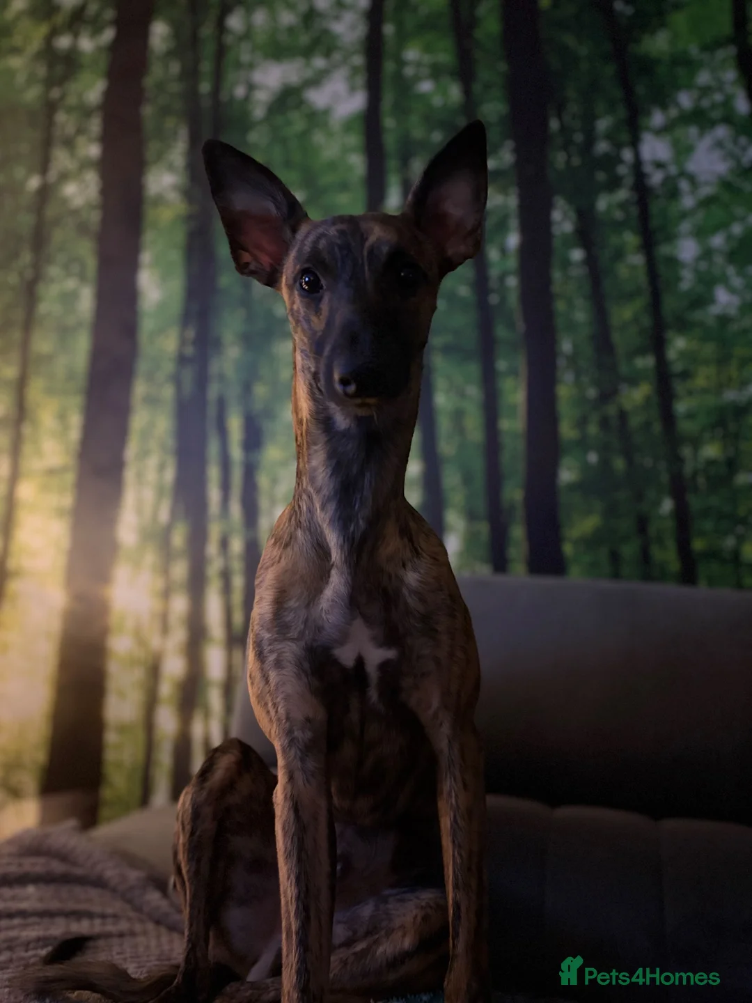 Whippet dogs for stud: Bruno Stud  - Advert 4