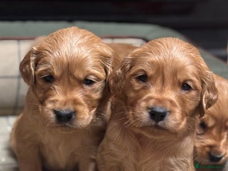 Golden Retriever dogs Gorgeous KC Golden Retriever Puppies - Advert 2