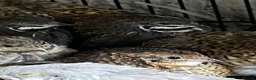 Quail poultry for sale: Japanese & Chinese painted quails  - Advert 3