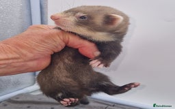 Ferret rodents for sale: Ferrets - Image 5