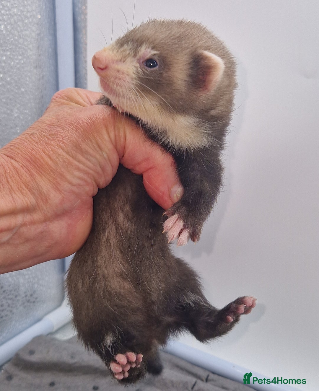 Ferret rodents for sale: Ferrets - Image 5